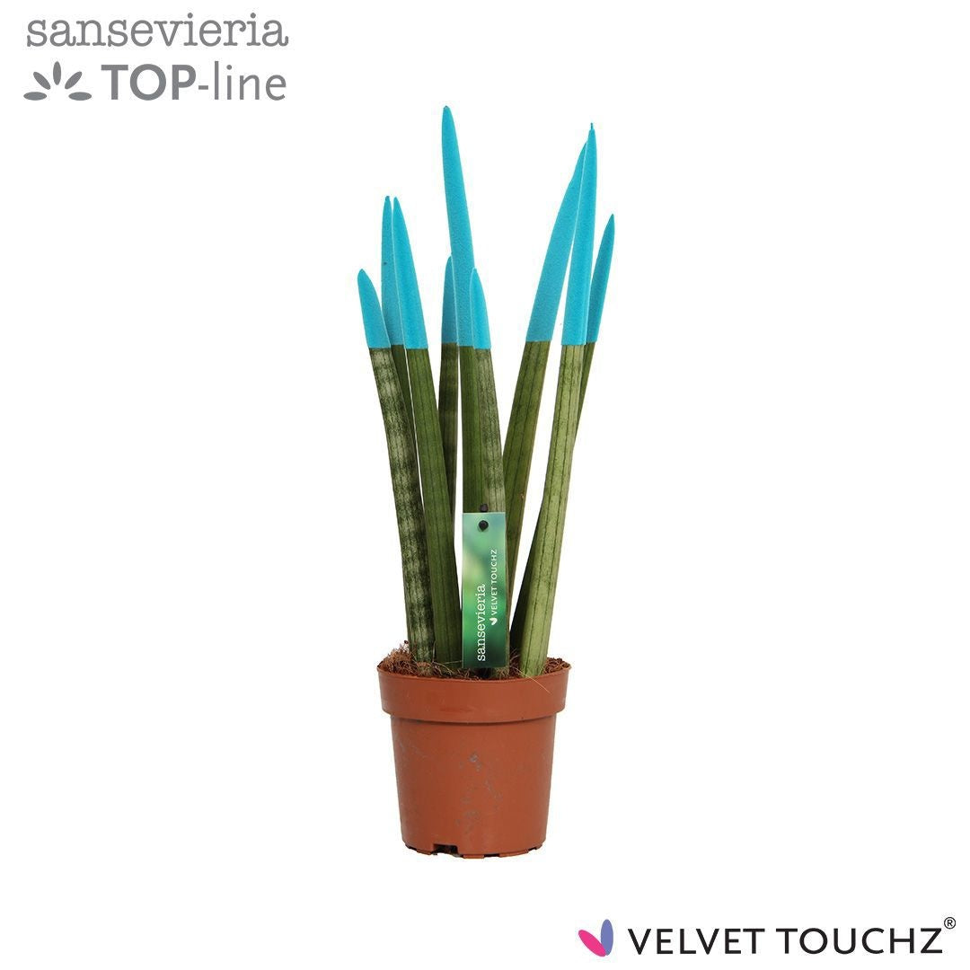 Sansevieria cylindrica 45cm 12cm Pot