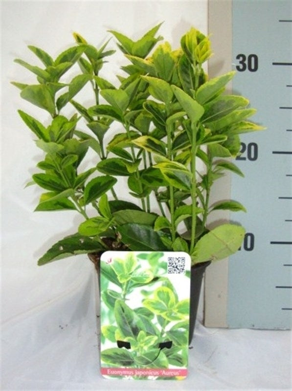 Roessel Tuinpl. VOF, B. v. Euonymus Aureus Pack of 8