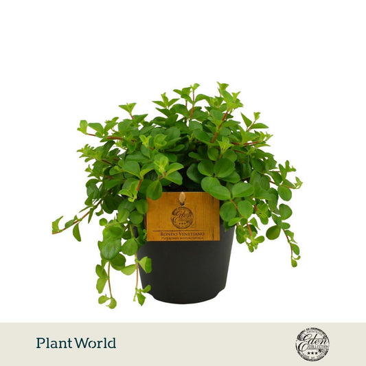 Peperomia rotundifolia 20cm 12cm Pot