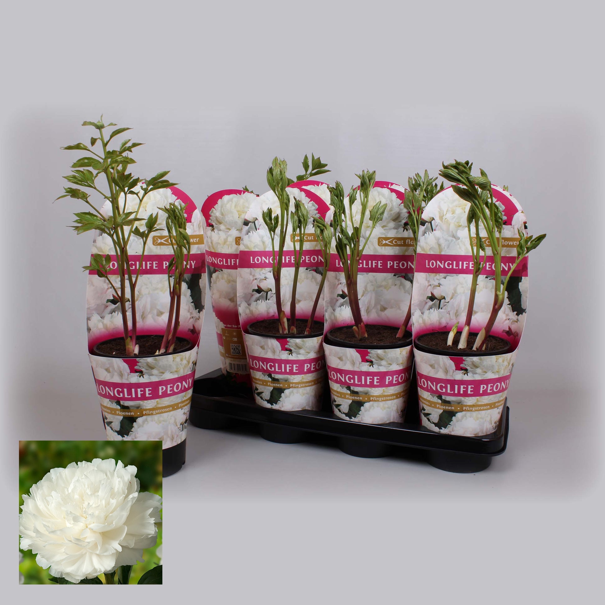 Paeonia pink 25cm 14cm Pot