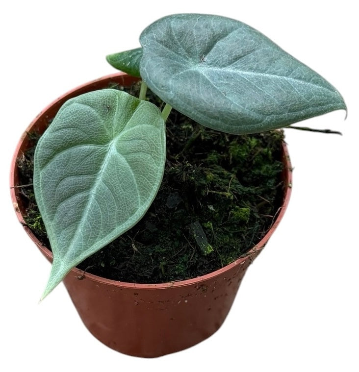 Alocasia amazonica 12cm 8cm Pot