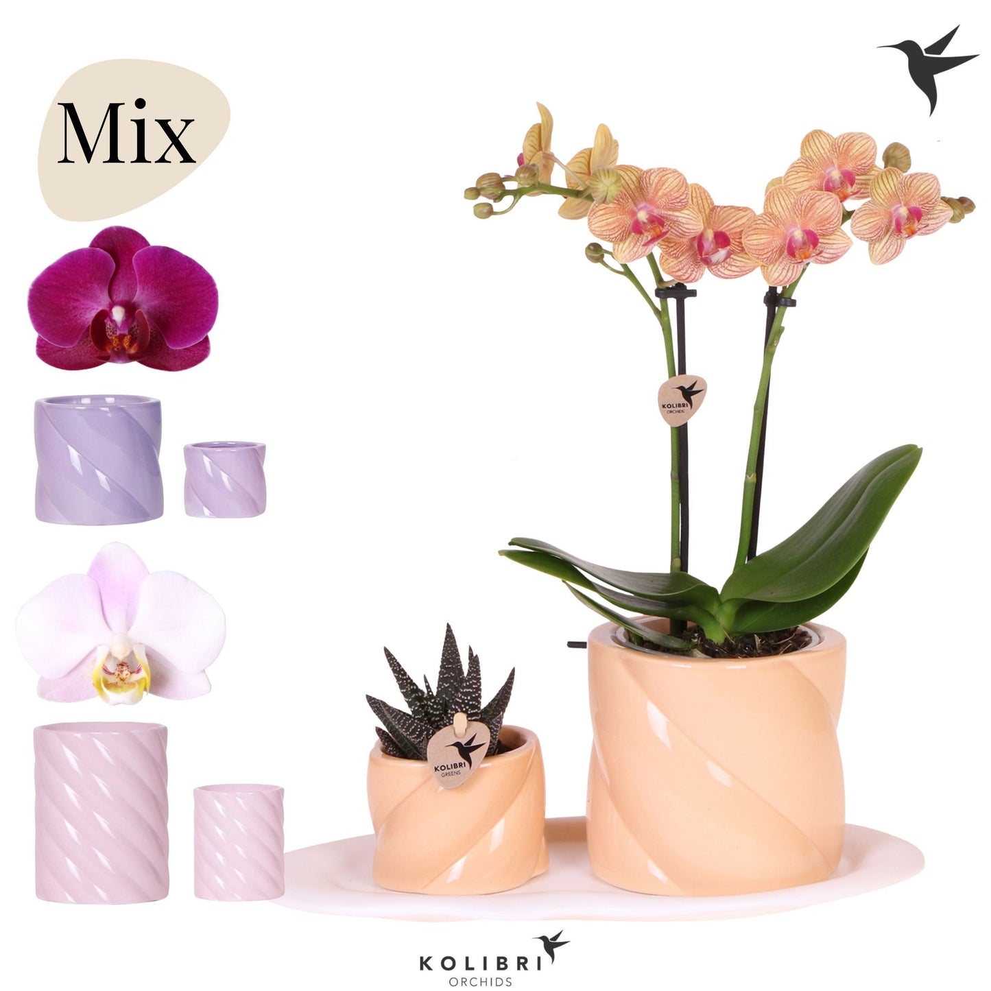 Kolibri Gift Set medium Optimism 40cm 18cm Pot