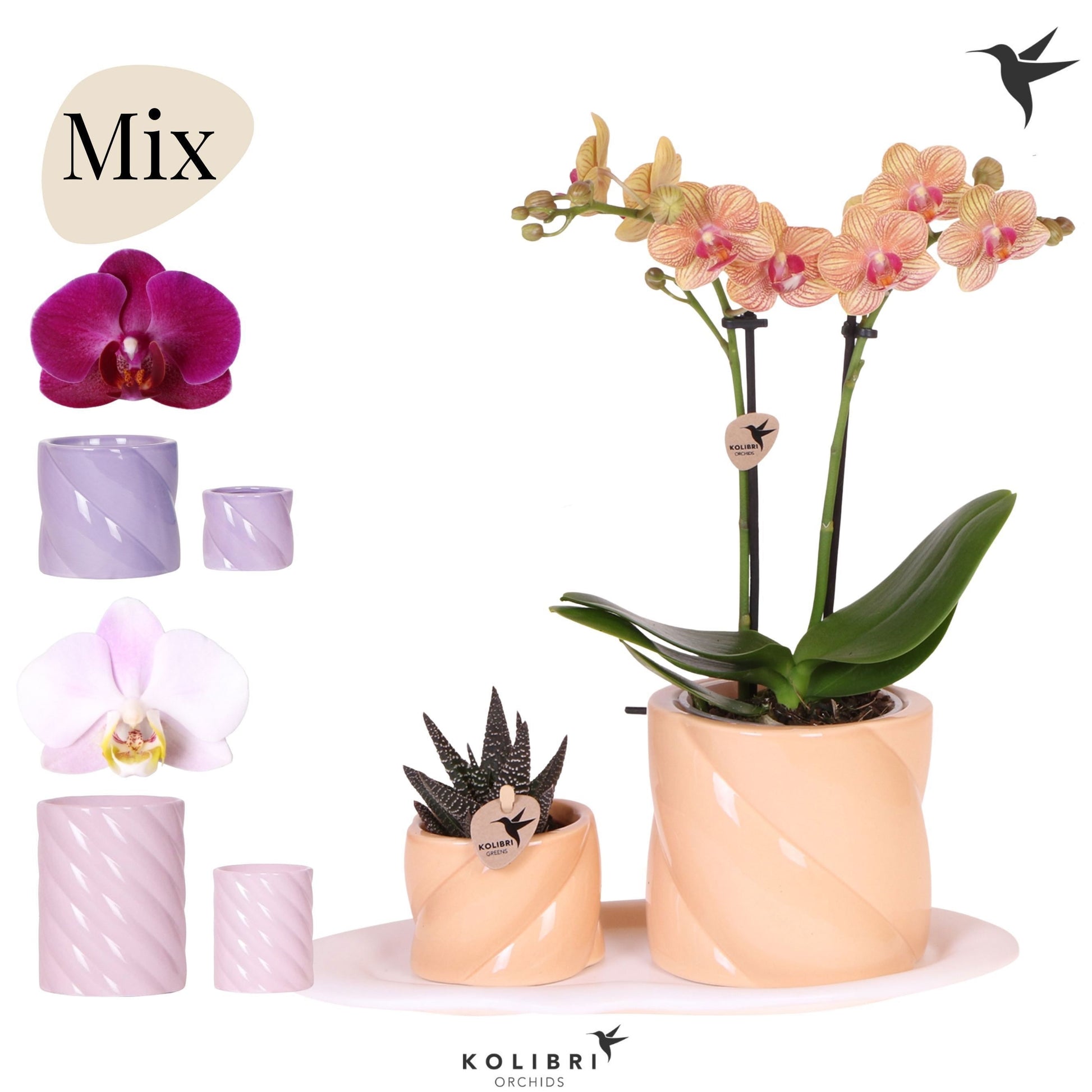 Kolibri Gift Set medium Optimism 40cm 18cm Pot