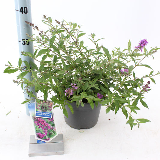 Buddleja davidii Dark Pink 25cm 17cm Pot