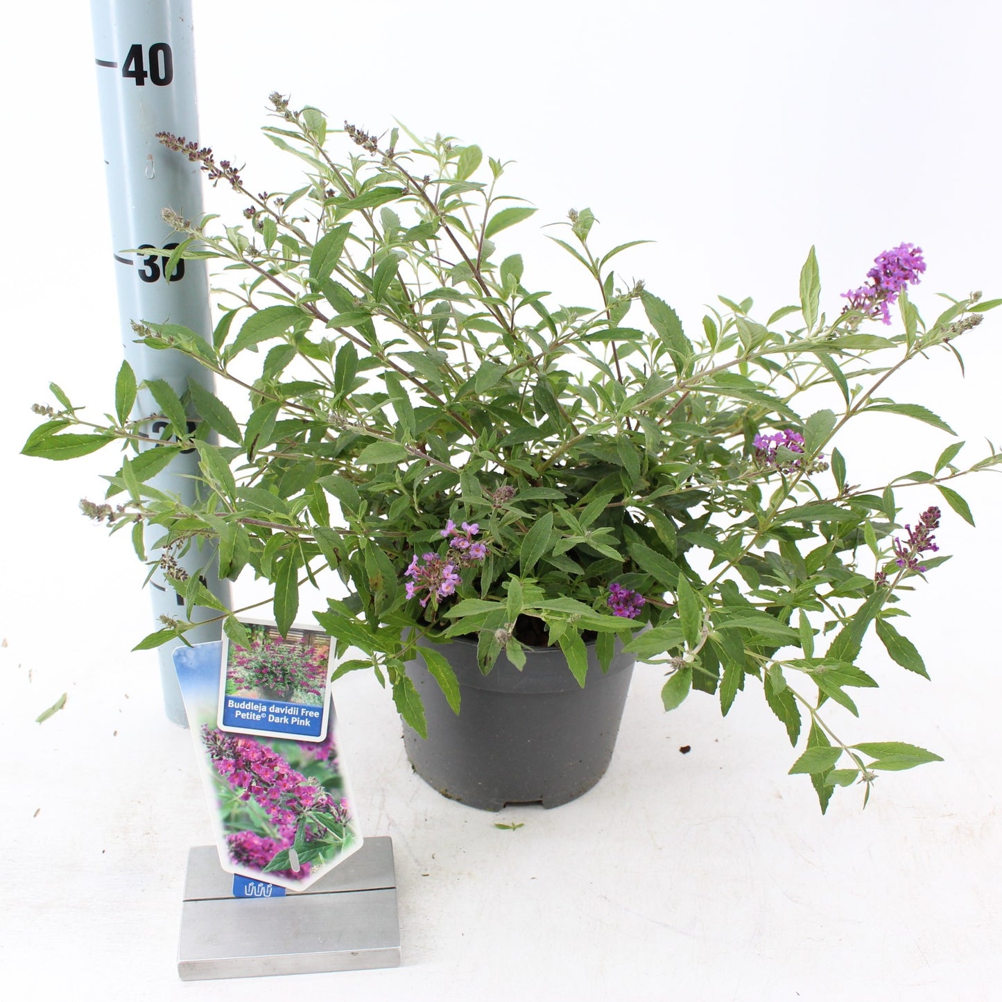 Buddleja davidii mix 25cm 17cm Pot
