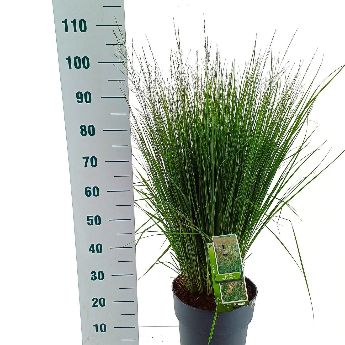 Molinia Heidebraut 85cm 29cm Pot