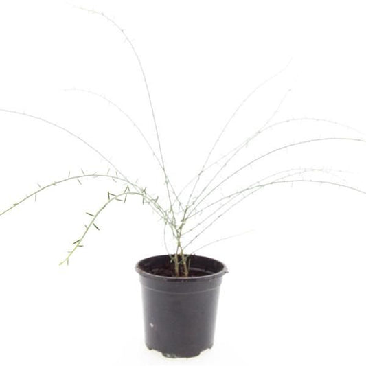 Genista Lydia 10cm 14cm Pot
