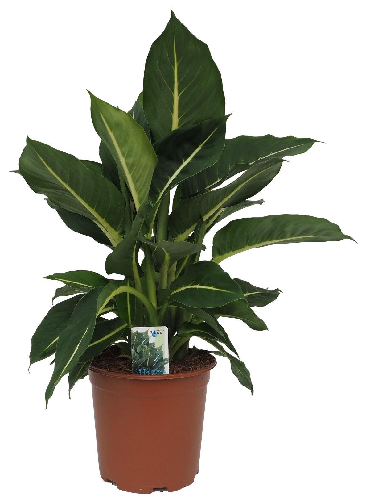 Dieffenbachia seguine 55cm 19cm Pot