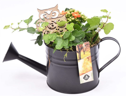 Indoor arrangement 12cm Pot