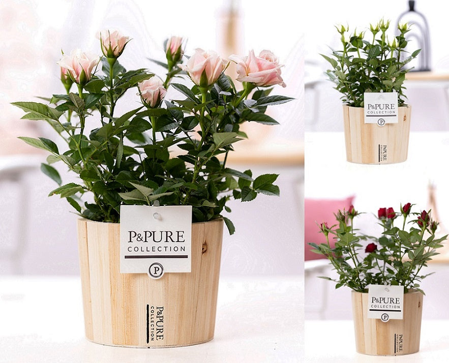 Rosa Beau Monde mix 28cm 12cm Pot