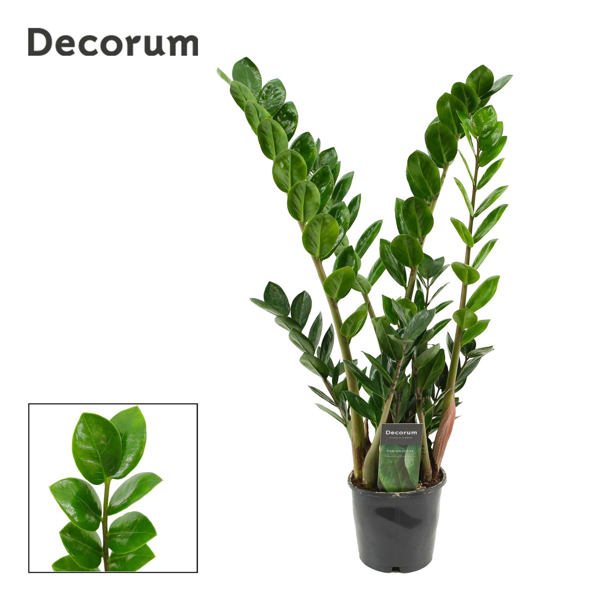 Zamioculcas Lima 70cm 12cm Pot