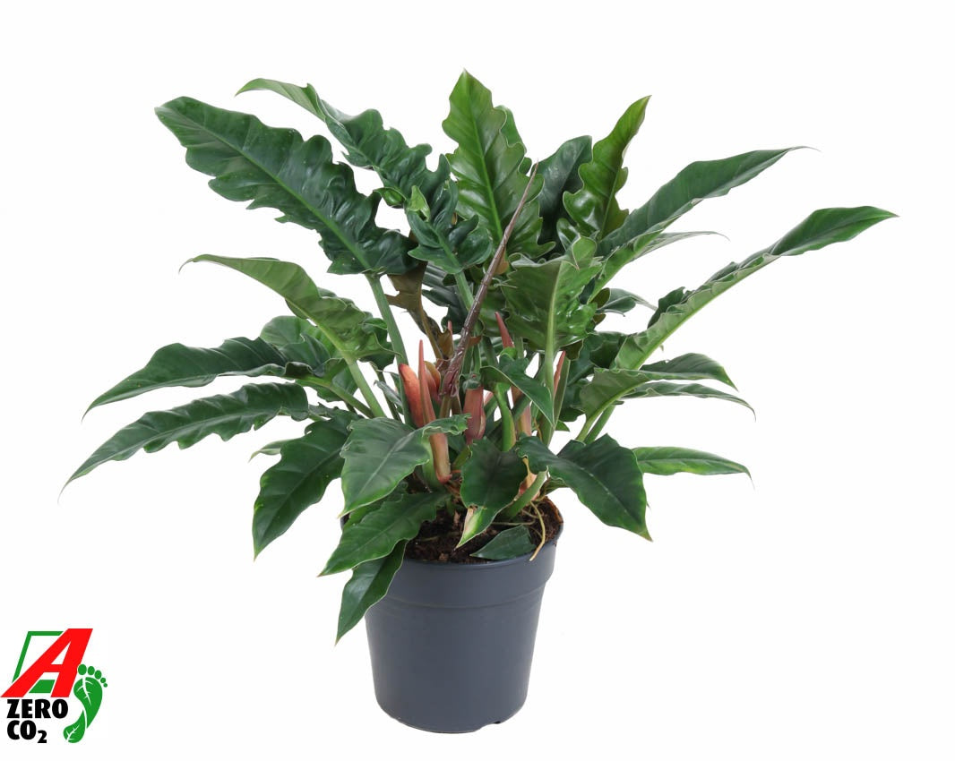 Philodendron Narrow Escape 70cm 24cm Pot