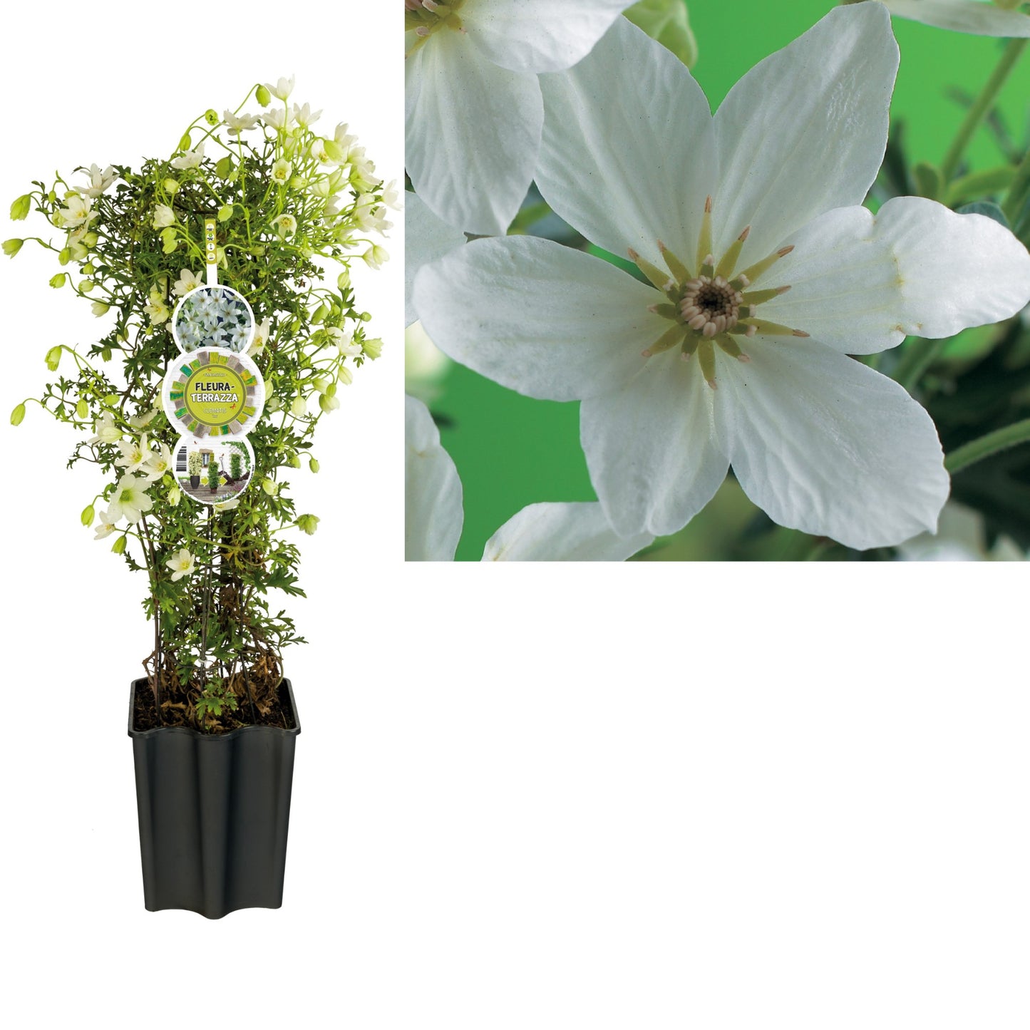 Clematis forsteri Joe 75cm 19cm Pot