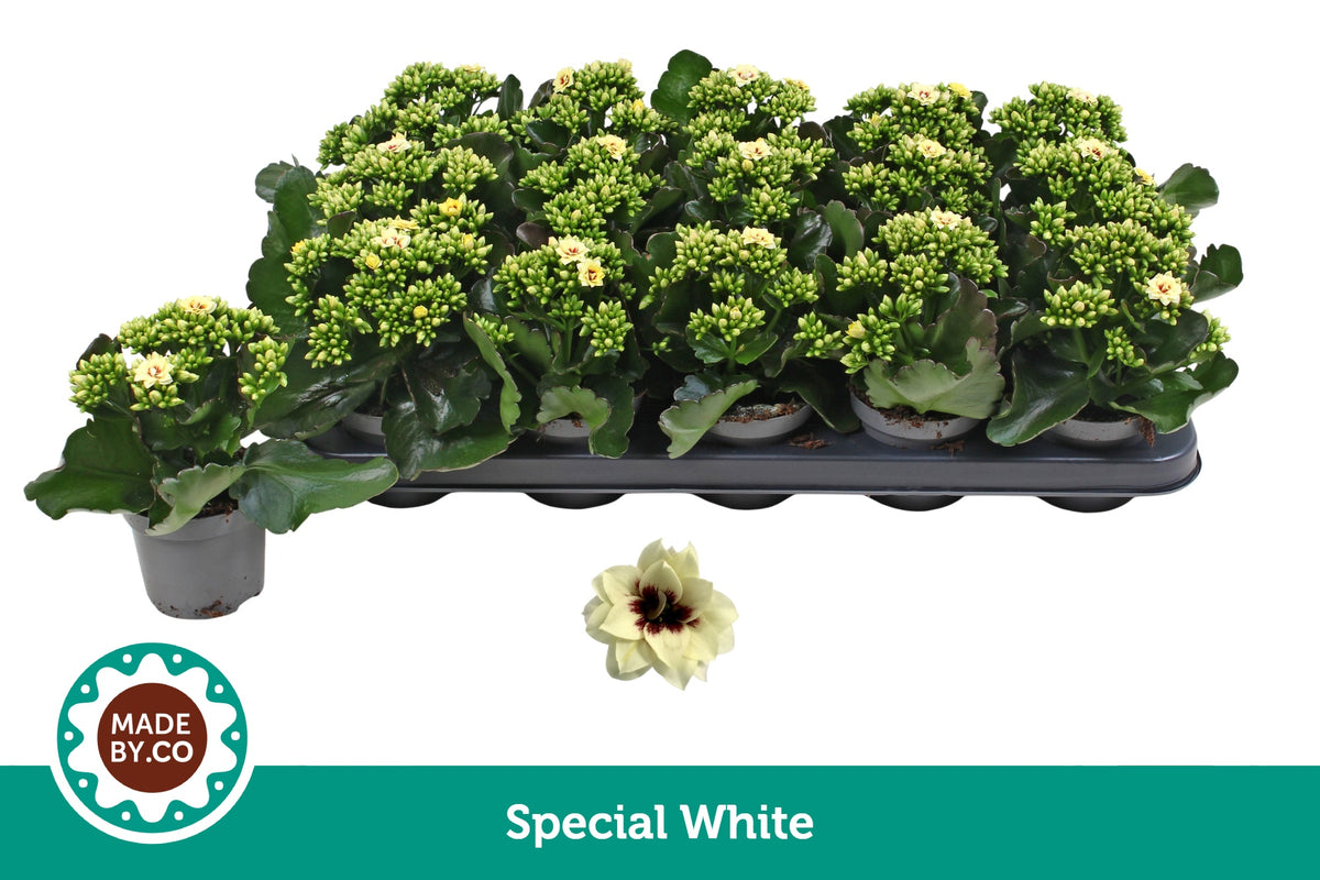 Kalanchoe Tiger Majestic Cream 19cm 9cm Pot