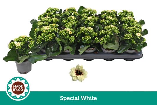 Kalanchoe Tiger Majestic Cream 19cm 9cm Pot
