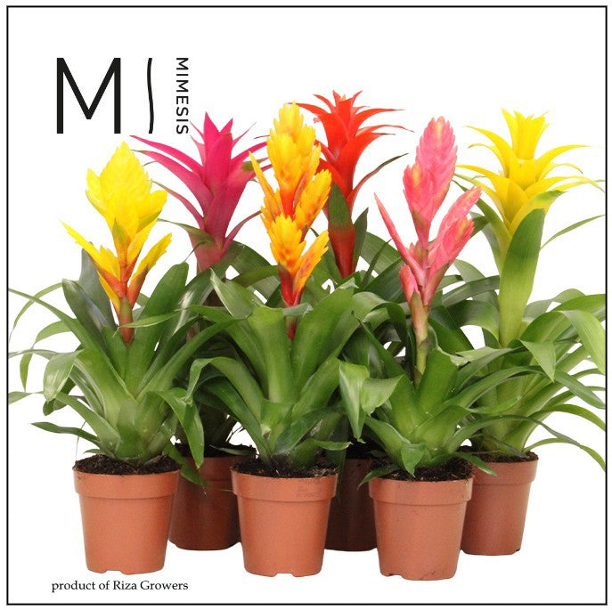 Bromelia mix 45cm 12cm Pot