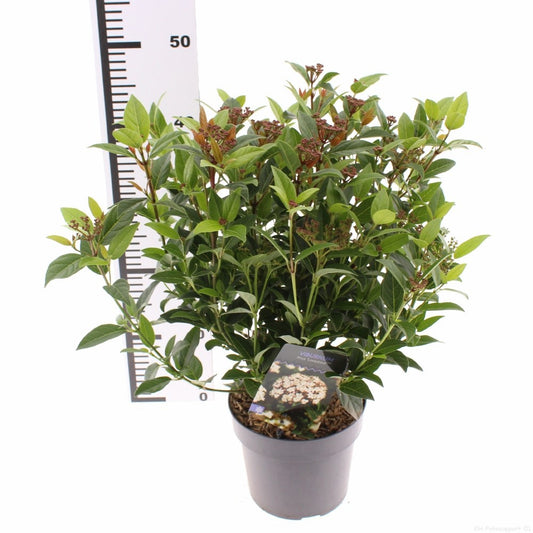 Viburnum tinus 30cm 17cm Pot