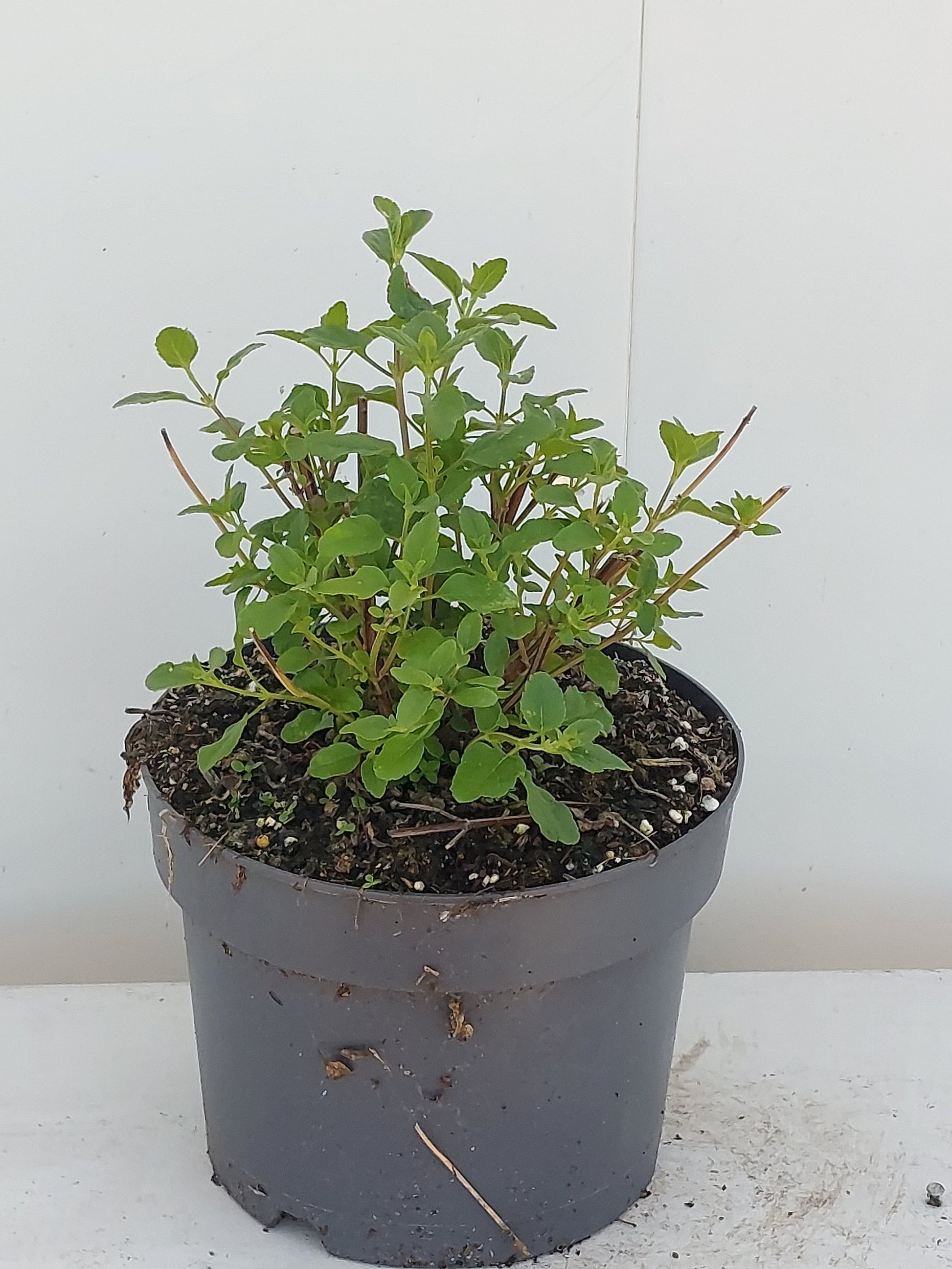 Salvia mic. Rouge bordeaux 30cm 17cm Pot