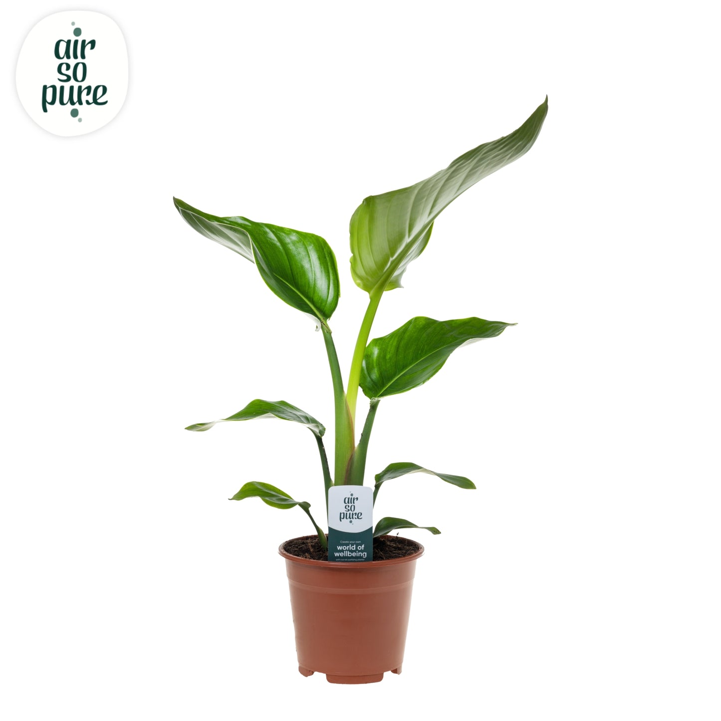 Strelitzia nicolai 40cm 14cm Pot