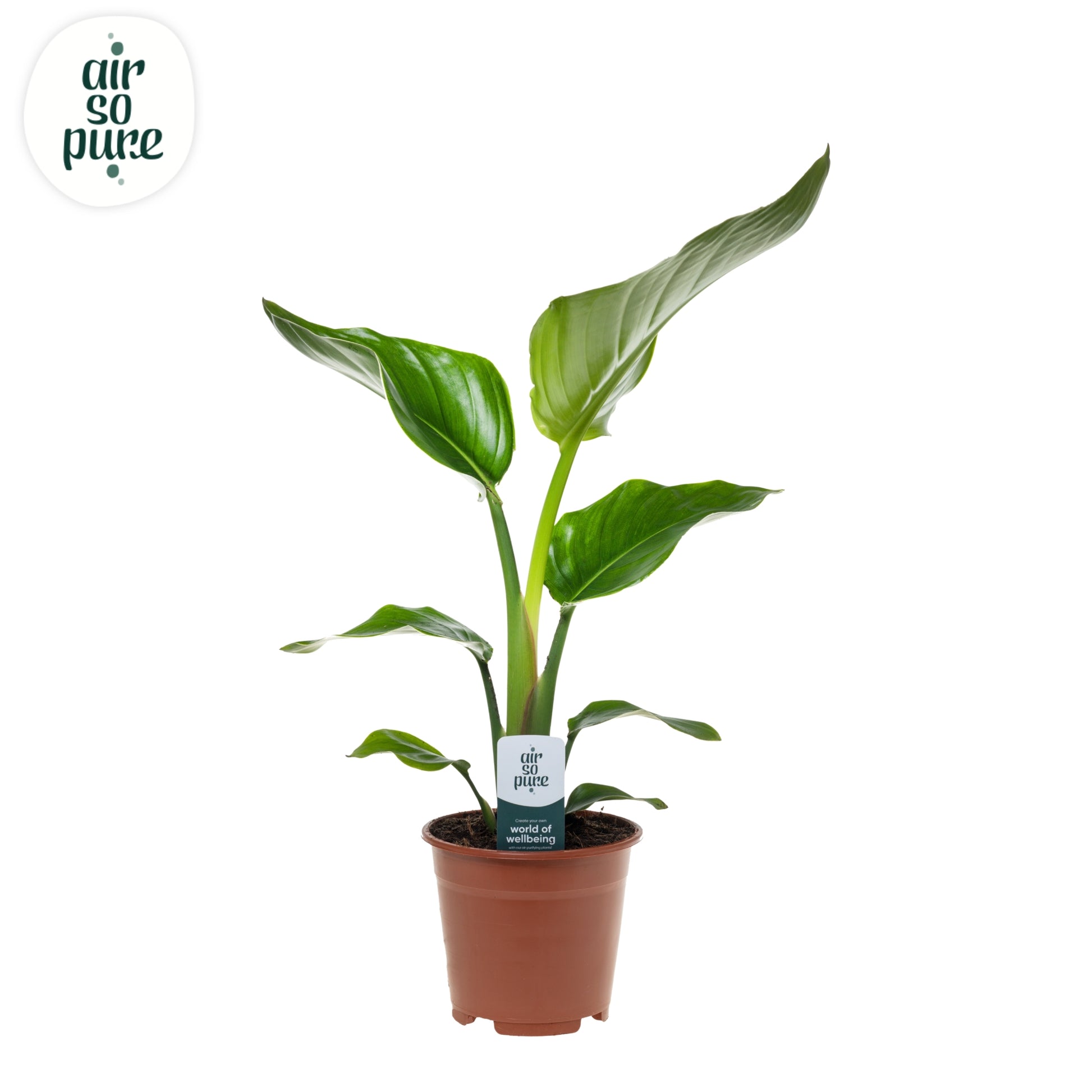 Strelitzia nicolai 40cm 14cm Pot