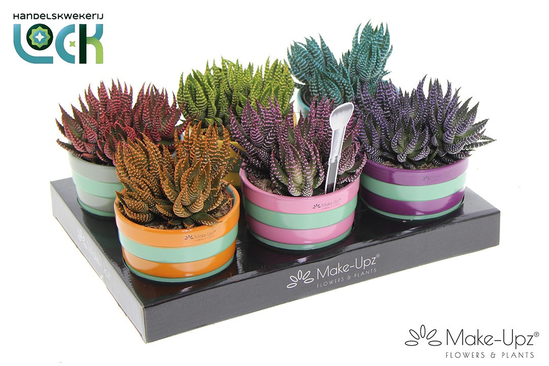 Lock, Handelskwekerij Haworthia fasciata Pack of 6