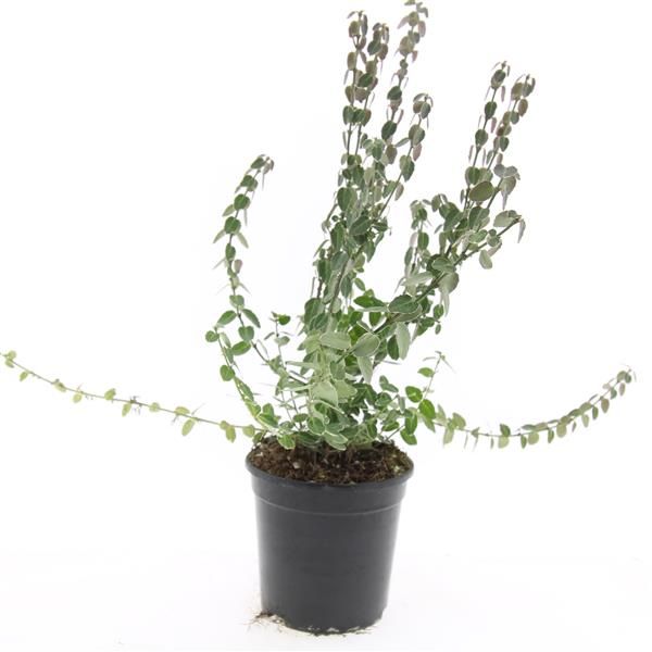 Euonymus Emerald Gaiety 10cm 14cm Pot