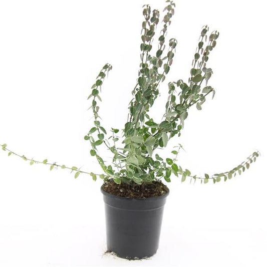 Euonymus Emerald Gaiety 10cm 14cm Pot