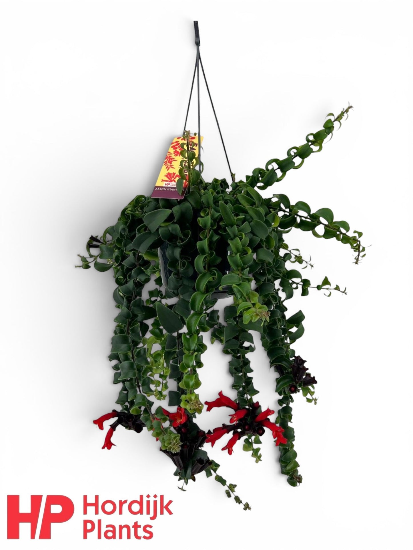 Hordijk Plants Aeschynanthus Bluster Pack of 7