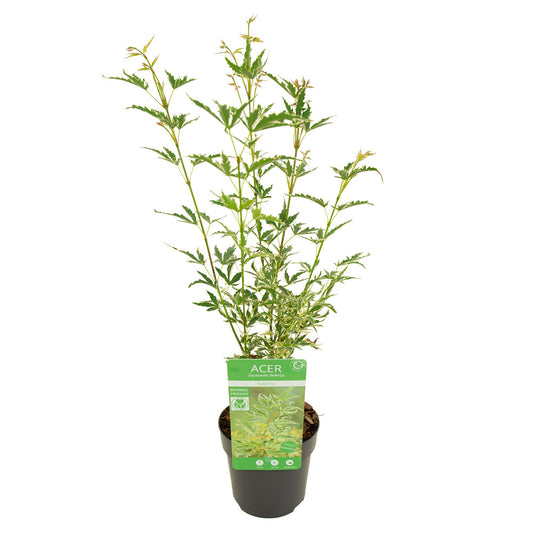 Acer Butterfly 40cm 10cm Pot