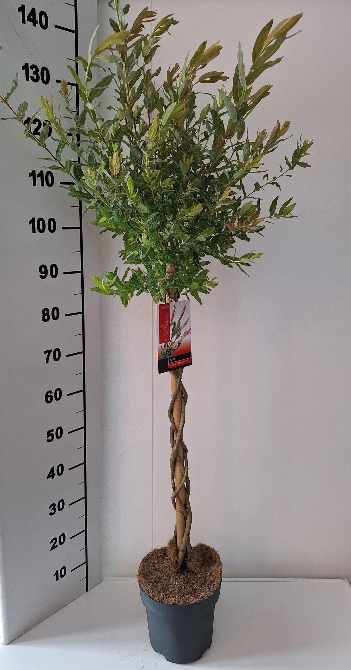 Salix integra Flamingo 110cm 21cm Pot