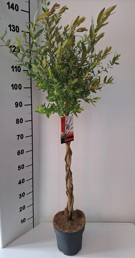 Salix integra Flamingo 110cm 21cm Pot
