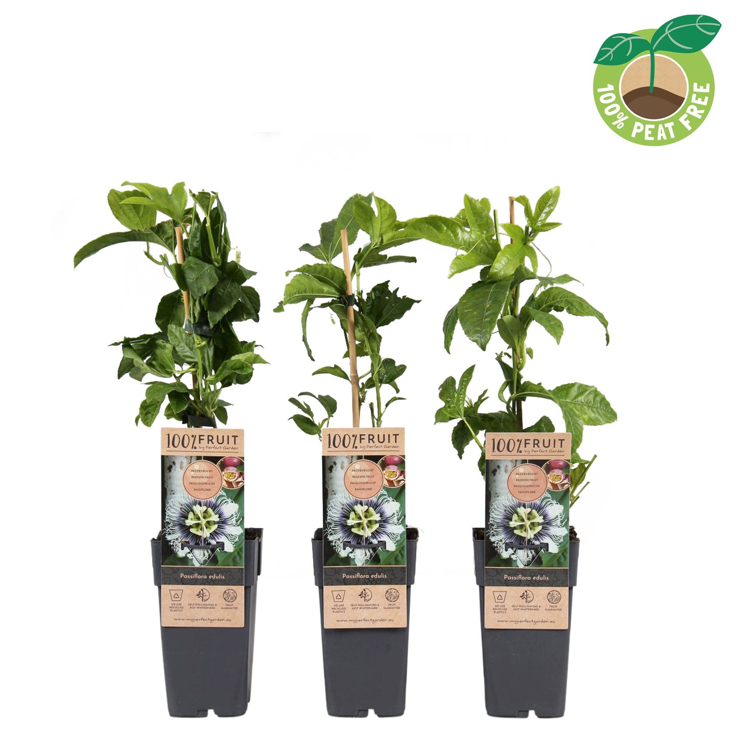 Streng Growers B.V. Passiflora Pack of 10