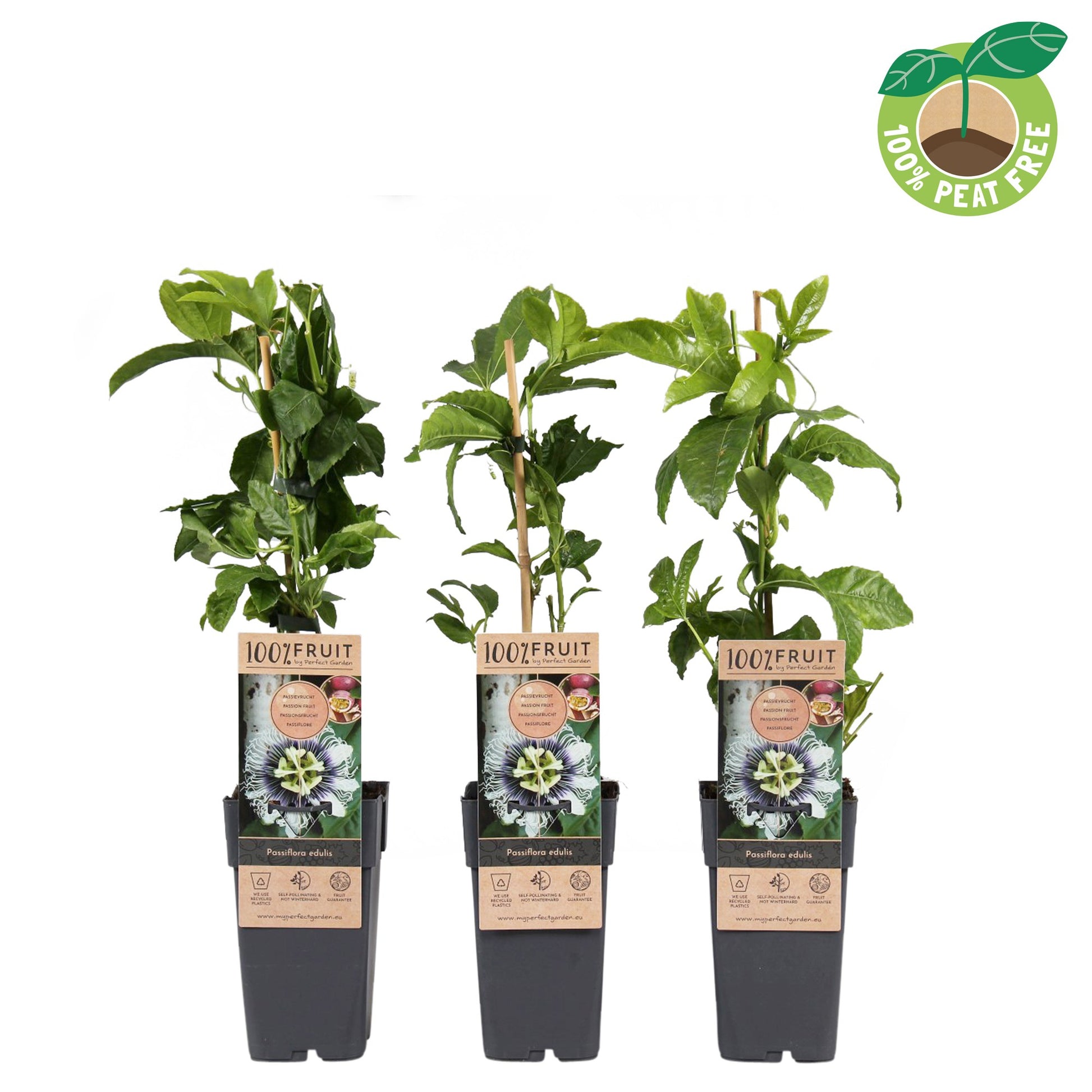 Streng Growers B.V. Passiflora Pack of 10
