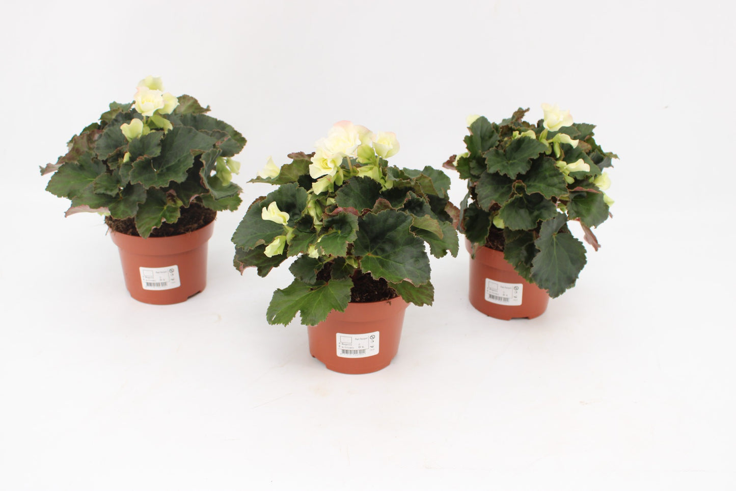 Begonia 'Garden Glory' White 25cm 13cm Pot
