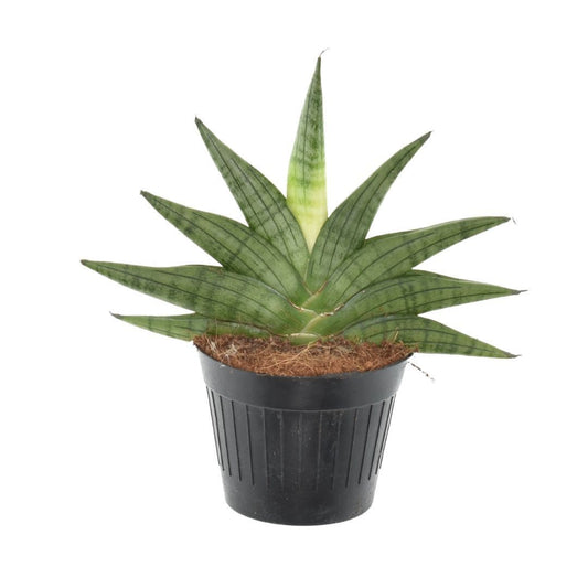 Sansevieria 20cm 510cm Pot