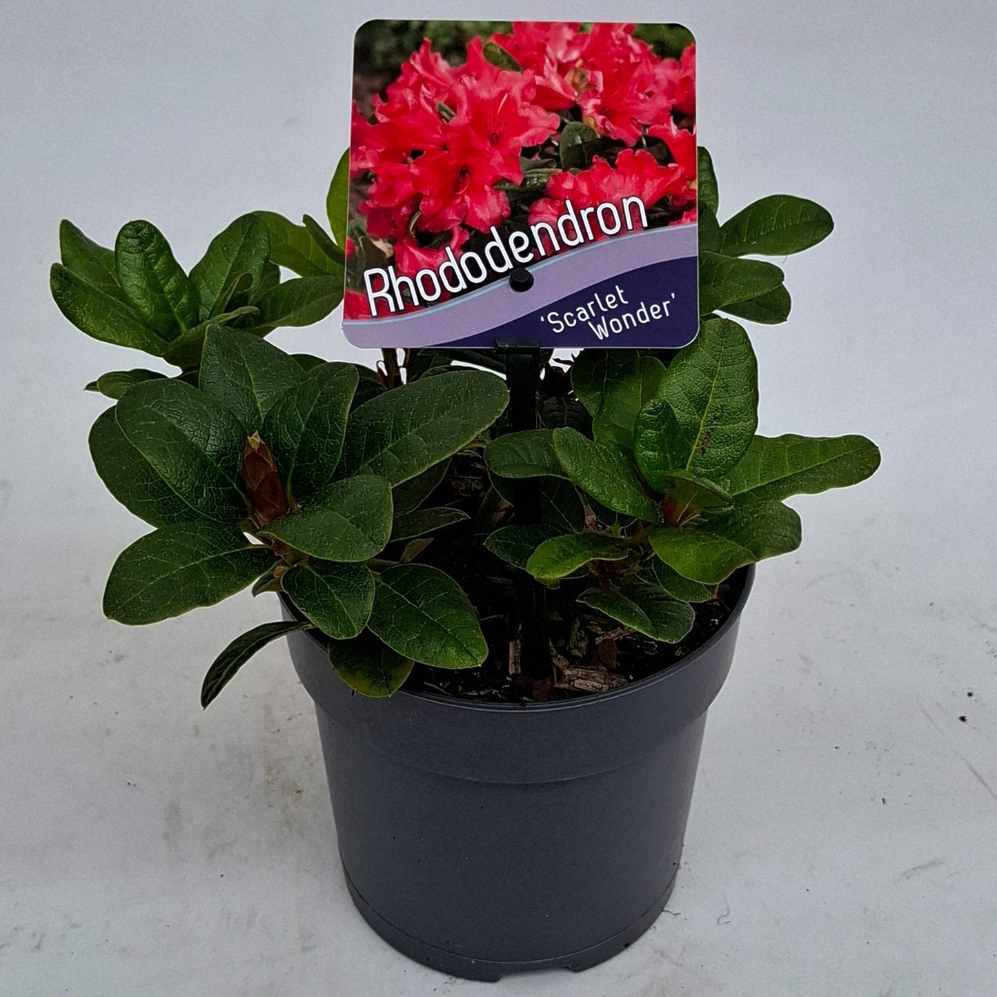 Rhododendron Scarlet Wonder 15cm 13cm Pot
