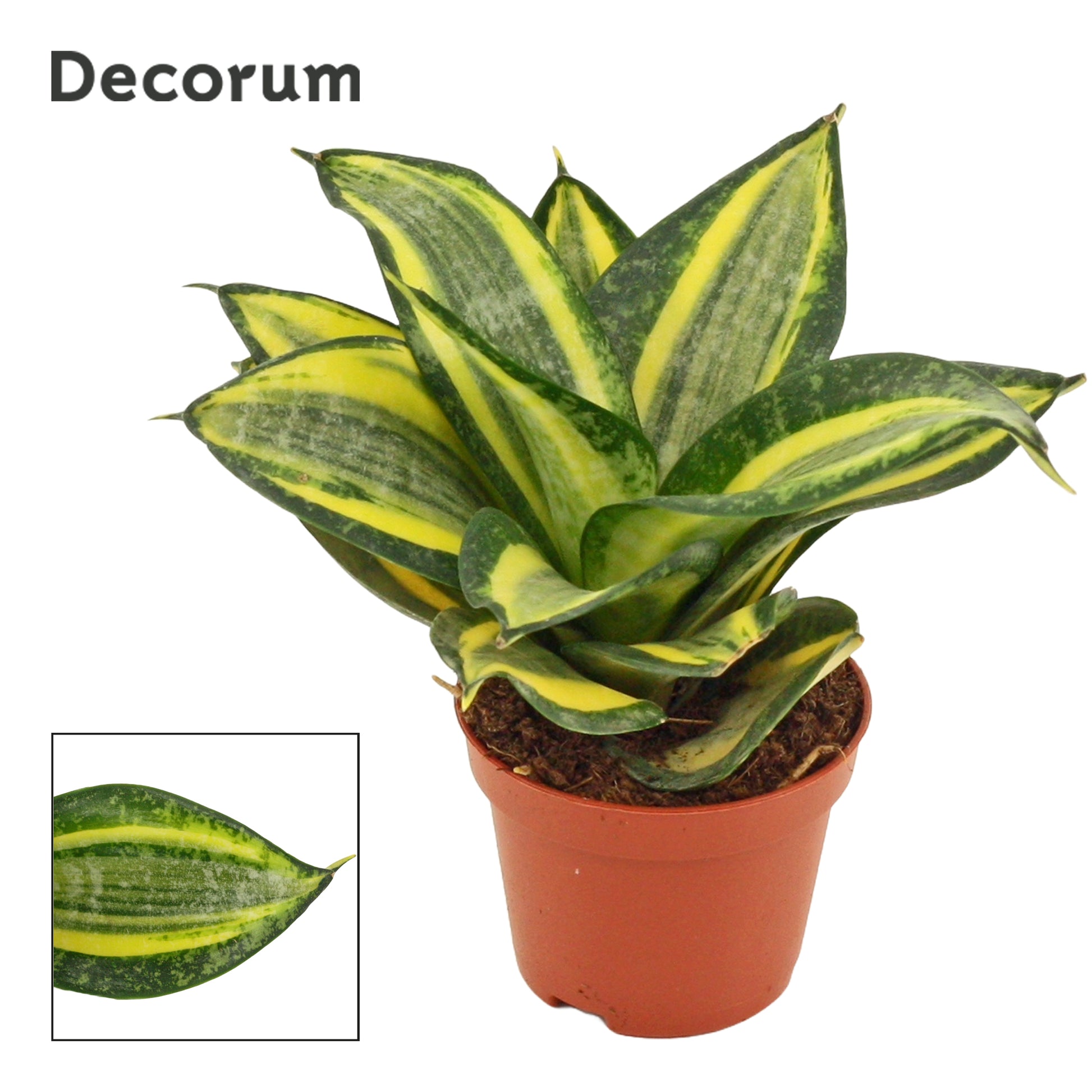 Sansevieria Hahnii 14cm 6cm Pot