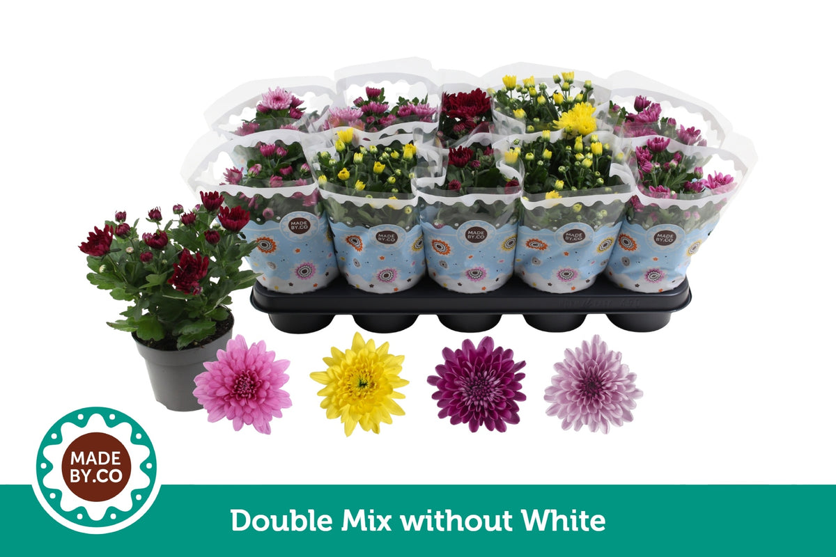 Chrysanthemum double mix 25cm 12cm Pot