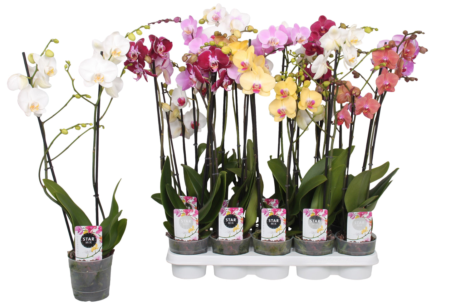 Phalaenopsis mix 60cm 12cm Pot