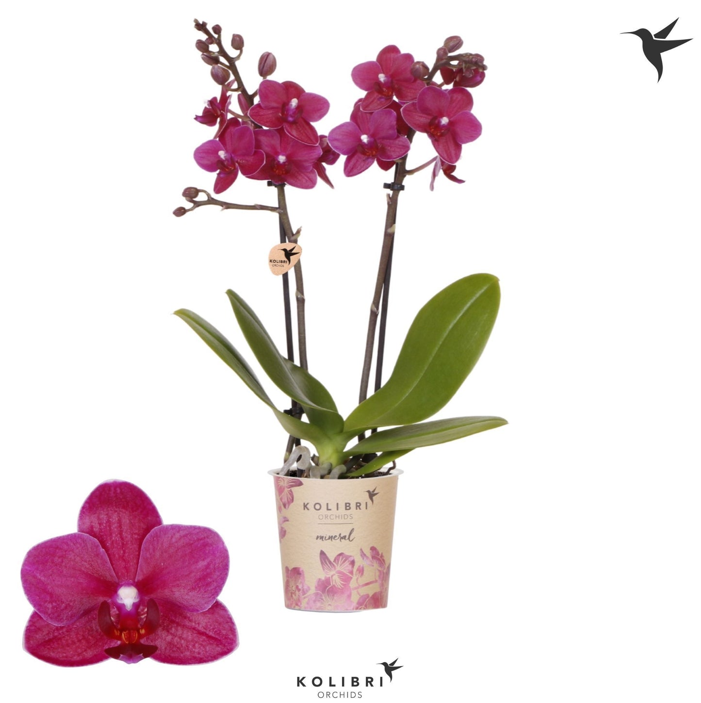 Phalaenopsis Brasil 40cm 9cm Pot