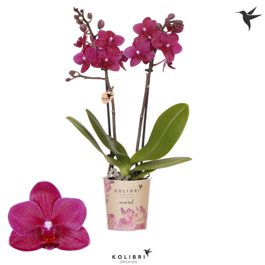 Phalaenopsis Brasil 40cm 9cm Pot