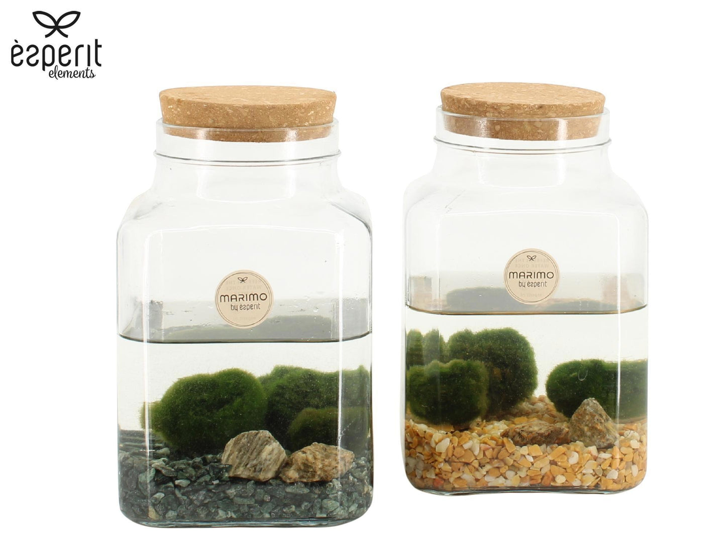 Marimo moss ball in glass 20cm 13cm Pot