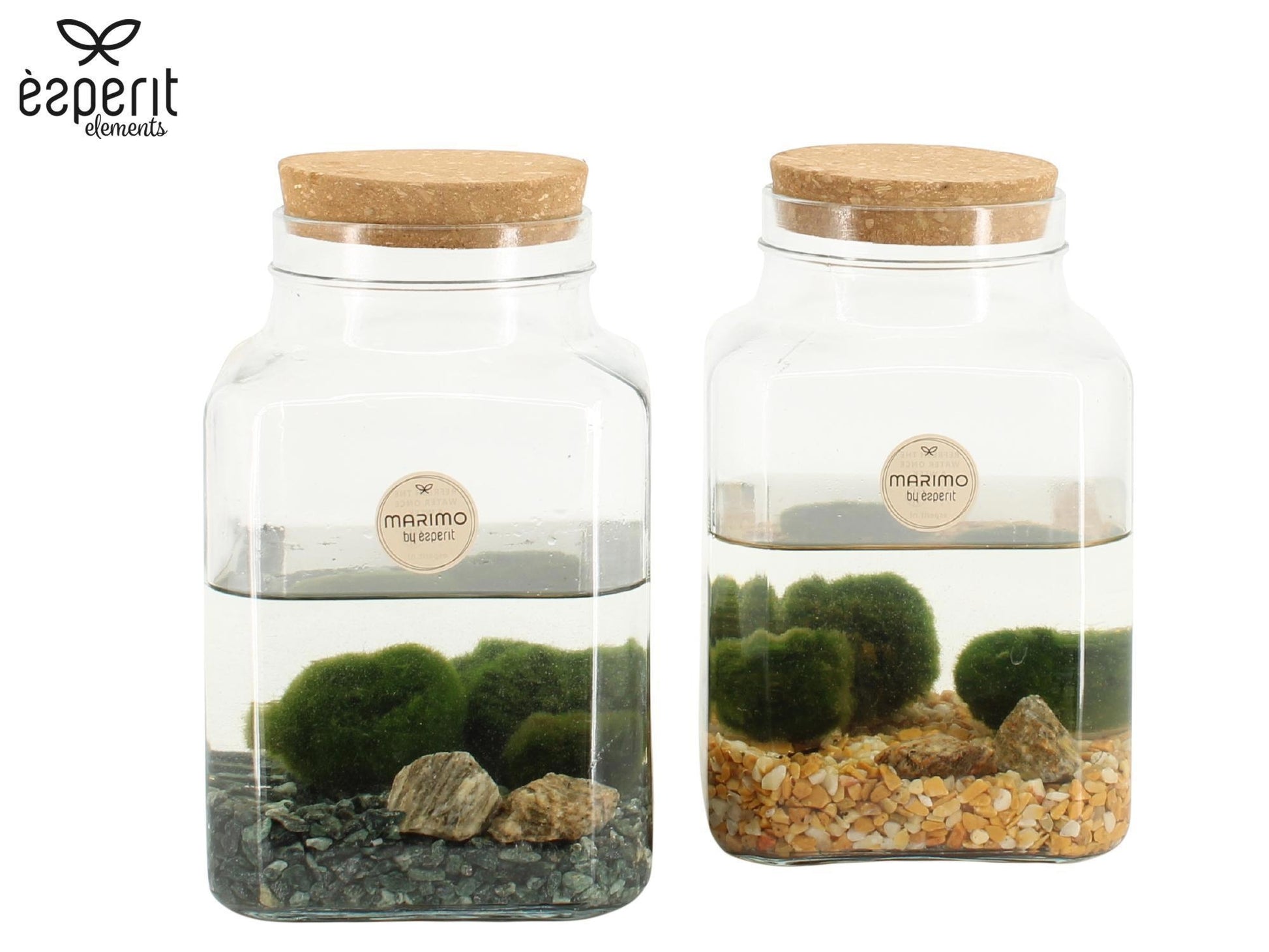 Marimo moss ball in glass 20cm 13cm Pot