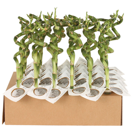 Lucky Bamboo spiral 30cm 5cm Pot