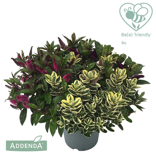 Hebe Addenda mix 45cm 23cm Pot