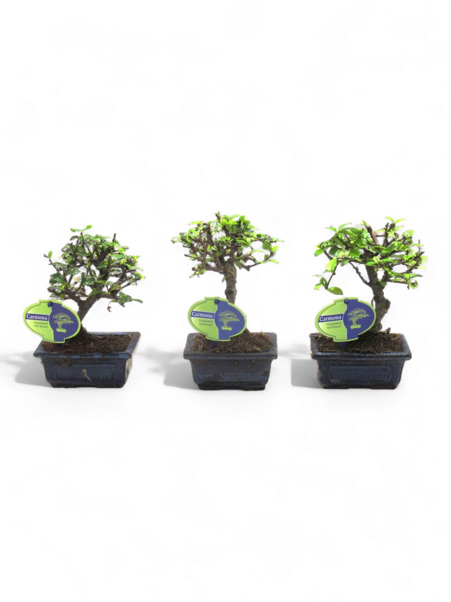 Carmona Bonsai 20cm 12cm Pot