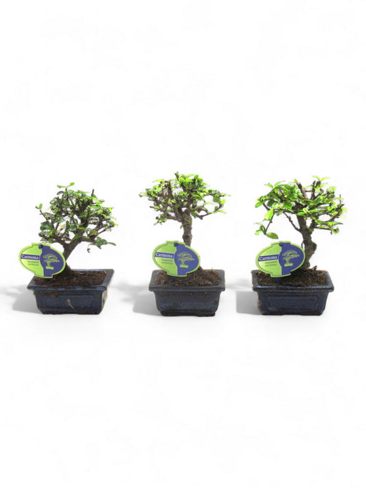 Carmona Bonsai 20cm 12cm Pot