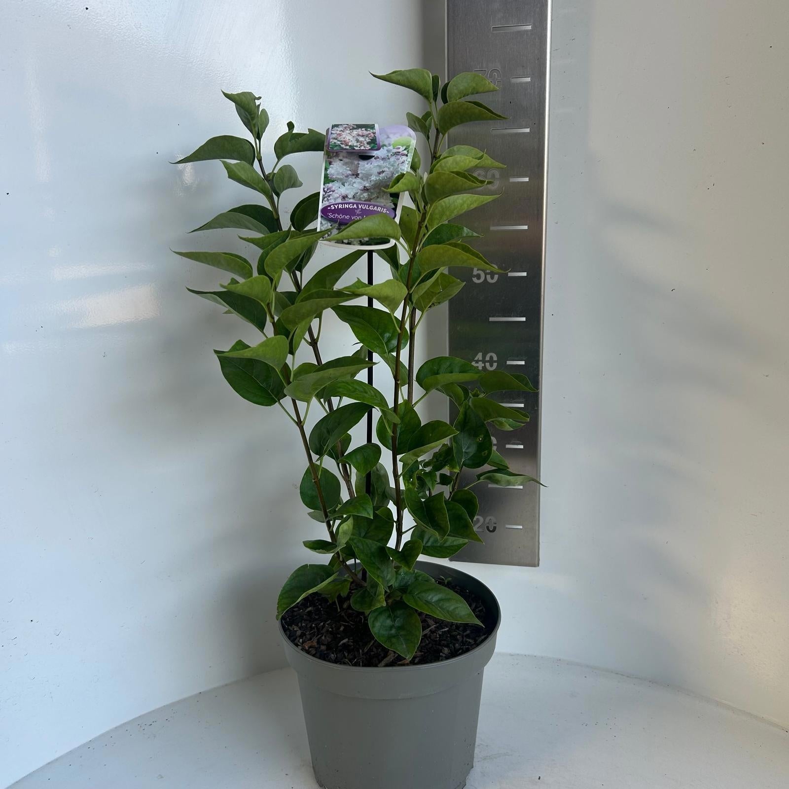 Syringa vulgaris 80cm 23cm Pot