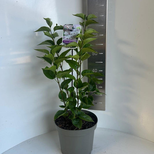Syringa vulgaris 80cm 23cm Pot