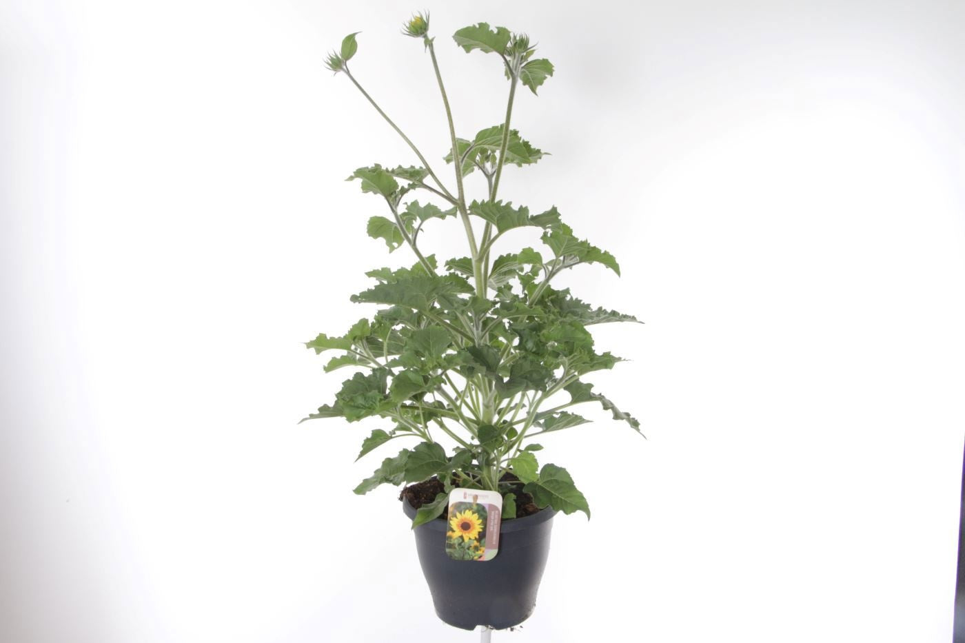 Helianthus ann. Sunbelievable Brown Eyed Girl 85cm 23cm Pot